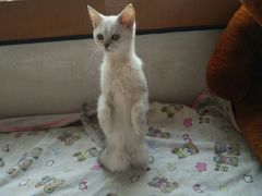 -集杰尚品海鲜烤肉自助餐厅(乳山振华店)