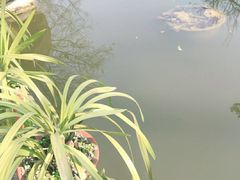 -南山植物园