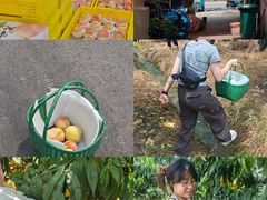 -老袁家蜜桃农场·阳山水蜜桃