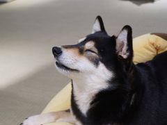 -逗柴咖啡屋·狗咖猫咖宠物桌游