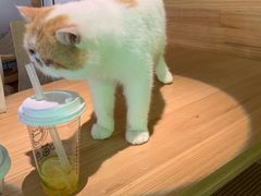 -喵屿·大理花园猫咖