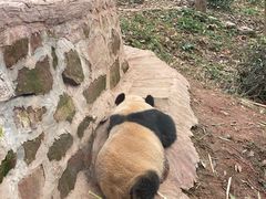 -中国大熊猫保护研究中心雅安碧峰峡基地