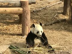 -沈阳森林动物园