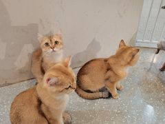 -共舞时光猫咖·狗咖(新街口店)