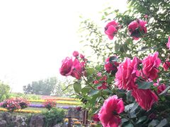 -南通洲际绿博园