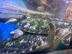 -海合安武汉极地海洋公园