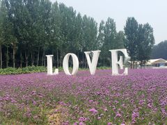 紫海香堤香草艺术庄园-紫海香堤香草艺术庄园