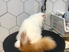-萌兽医馆·眼科·异宠专科(三里屯店)