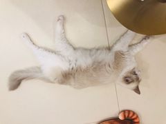 -飞行喵MR PILOT|猫舍·猫咖(静安大融城店)