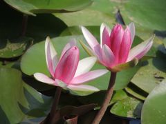 -武汉紫薇都市田园