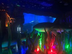 -芜湖新华联大白鲸海洋公园