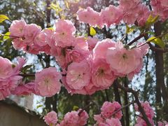 -海棠花溪(元大都城垣遗址公园)