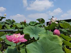 -莲花池公园