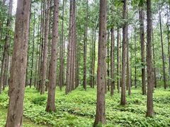 -黄海国家森林公园