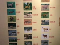 -北京麋鹿生态实验中心