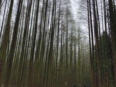-山王坪喀斯特国家生态公园