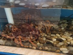 -福娣·金沙银贝海鲜火锅