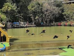 -西双版纳原始森林公园