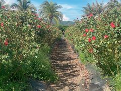 -亚龙湾国际玫瑰谷