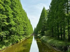 -黄海国家森林公园