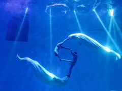 -芜湖新华联大白鲸海洋公园