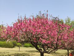 -莲花池公园