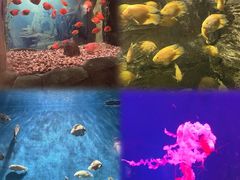 -西安曲江海洋极地公园