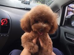 -帕帕拉兹宠物(亚洲旗舰店)