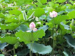 -荔湾湖公园
