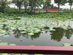 -大队长大灶鹅