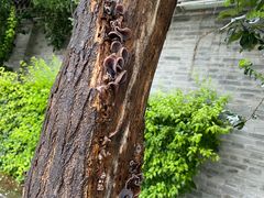 -青州古城