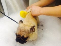 -PETKIT小佩宠物(古北店)