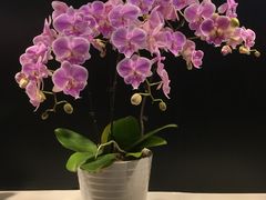 -北京植物园-展览温室