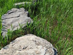 -西青郊野公园