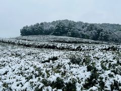 -中国茶叶博物馆(双峰馆区)