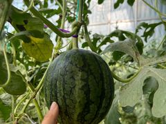 -庞各庄翠芳园西瓜蔬菜基地采摘园