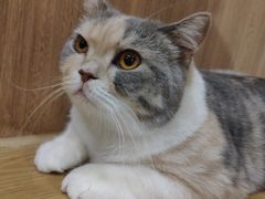 肥猫-藦茜花园宠物主题亲子互动体验馆(国顺东路店)