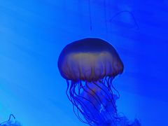 -上海海洋水族馆