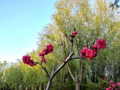 -大兴滨河森林公园