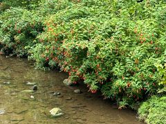 -重庆彩云湖湿地公园