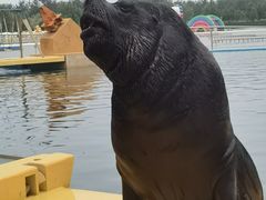 -秦皇岛乐岛海洋王国