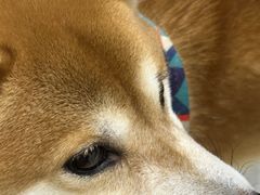 -中农国际动物医院24小时·猫科·骨科·急重症中心