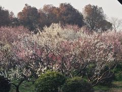 -上海海湾国家森林公园