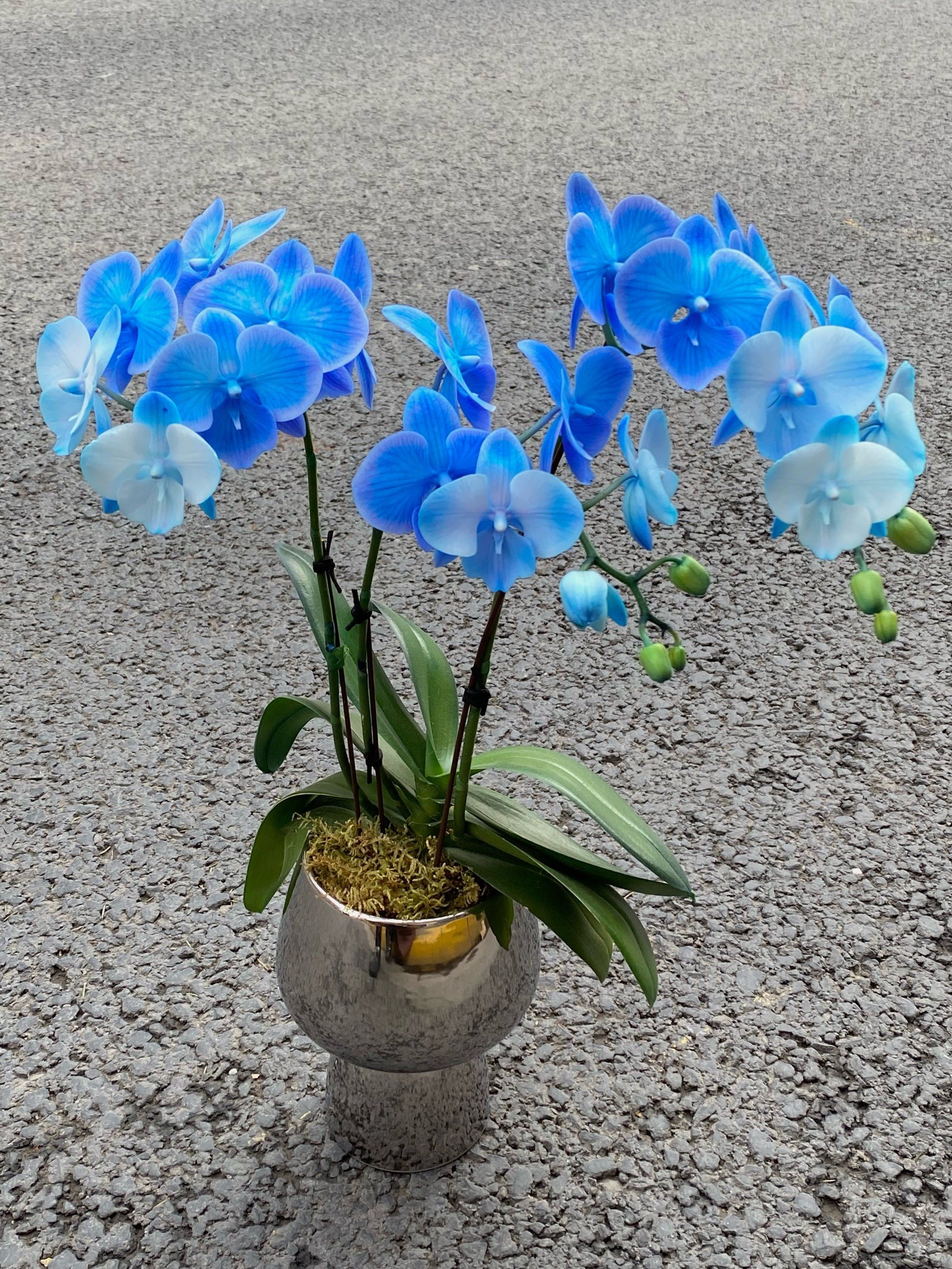 年宵花 蓝色蝴蝶兰