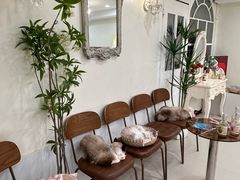 -共舞时光猫咖·狗咖(新街口店)