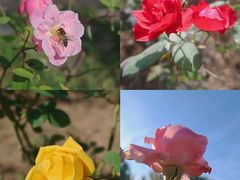 -洛阳市隋唐城遗址植物园