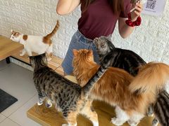 -平行世界·猫咖(首经贸店)