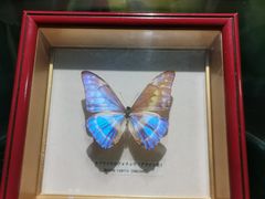 -上海大自然野生昆虫馆(东方明珠·爬宠昆虫探索中心)