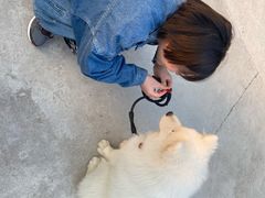 -翊宠yipet猫狗购宠庄园犬舍•猫舍