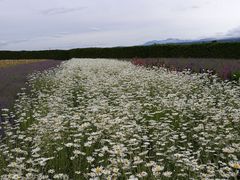-富田农场
